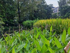 -成都市活水公园