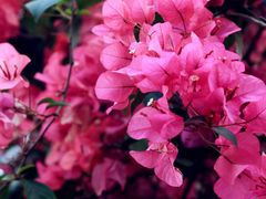 -曼听御花园
