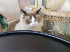 -喵屿·大理花园猫咖