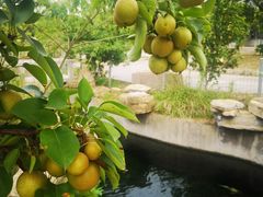 -华枫华元驾校(科技城校区)