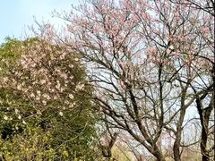 -梁鸿国家湿地公园