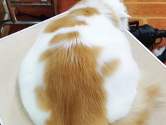 -鑫艺宠物美容培训学校