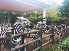 -贵州森林野生动物园