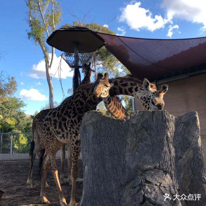 聖地亞哥動物園圖片