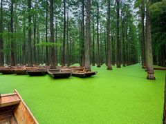 -渌洋湖湿地公园