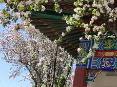 -桃花堤公园
