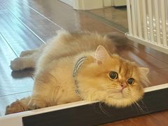 -猫大福·Fortune Cat猫舍(百子湾店)