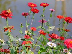 -合肥滨湖国家森林公园