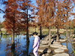 -上海长兴岛郊野公园