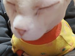 -MOCHA明星猫咖(田子坊店)