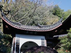 -十八棵（老龙井）御茶园(老龙井店)