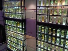 -广东中医药博物馆