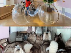 -Husky Go! 哈士奇体验馆·宠物咖啡厅狗咖