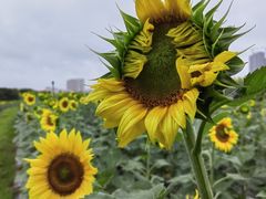 -光明小镇欢乐田园
