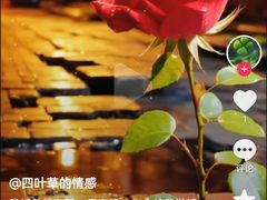 -马街老字号罗非鱼庄(昙华寺店)