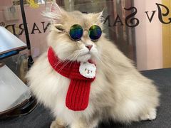 -车接车送·寄养洗护·德文猫舍(大宁店)