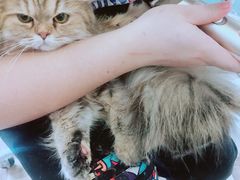 -70cat德文卷毛猫·缅因猫纯种猫舍