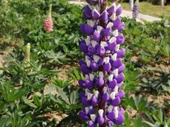 -紫颐香薰山谷景区