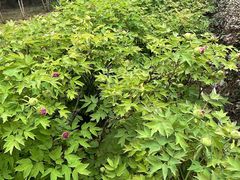 -洛阳市隋唐城遗址植物园