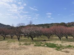 -苏州上方山国家森林公园