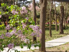 -海棠花溪(元大都城垣遗址公园)