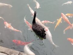 -深圳东部华侨城茵特拉根酒店