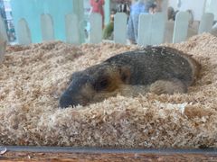 -怪兽屋·羊驼·猫咖·狗咖(俊华广场店)