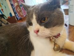 -李小姐の猫咖啡馆(五角场店)