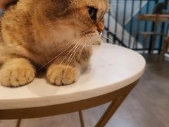 -猫房·猫吧·猫咖(龙湖时代汇店)