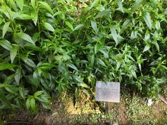 -广州神农草堂中医药博物馆