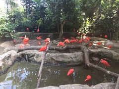-新加坡飞禽公园