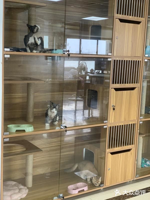 奉贤最萌的猫咪馆