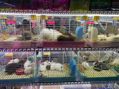 -花鸟鱼虫鲜花绿植市场(玉泉路店)