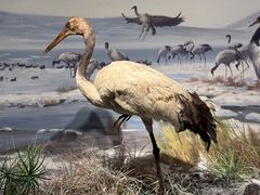 -中国湿地博物馆