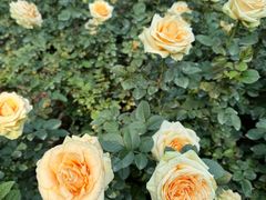 -人民公园(罗湖区)