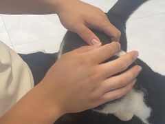 -关爱宠物医院·猫科中心·消化科(滨湖万达分院)