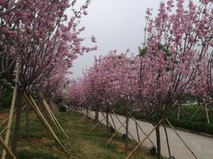 -天适樱花悠乐园