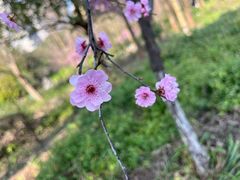 -重庆彩云湖湿地公园
