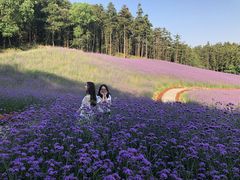 -大塘金香草谷