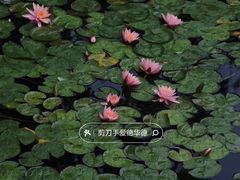 -西湖游船