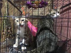 -梵猫·轻客栈(大理古城北门店)