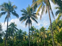 -中国科学院西双版纳热带植物园