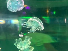 -苏州海洋馆