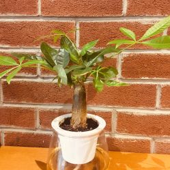 -时尚殿堂·颜SPA