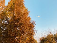 -合肥滨湖国家森林公园