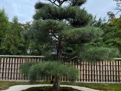-西芳寺(苔寺)