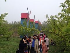 iphone_upload_pic-洛阳郁金香牡丹园