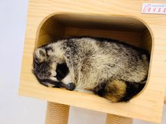 -浣熊柯尔鸭土拨鼠·电玩咖