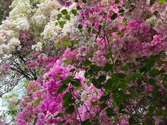 -深圳国际园林花卉博览园