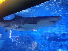 -烟台海昌鲸鲨海洋公园